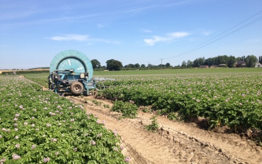 Potatoe Watering