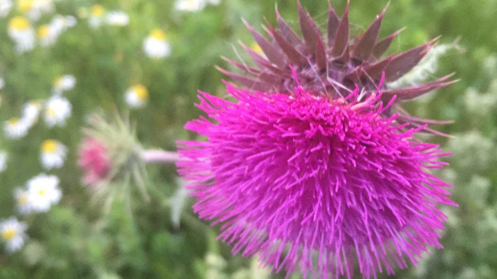 Pink Flower